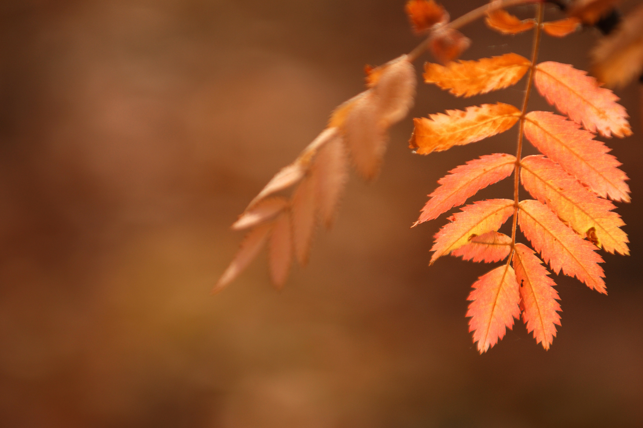 Autumnal